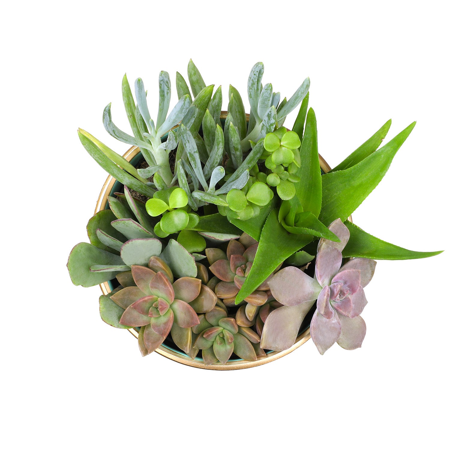 Element by Altman Plants 5IN Turquoise Clay Live Succulent Garden