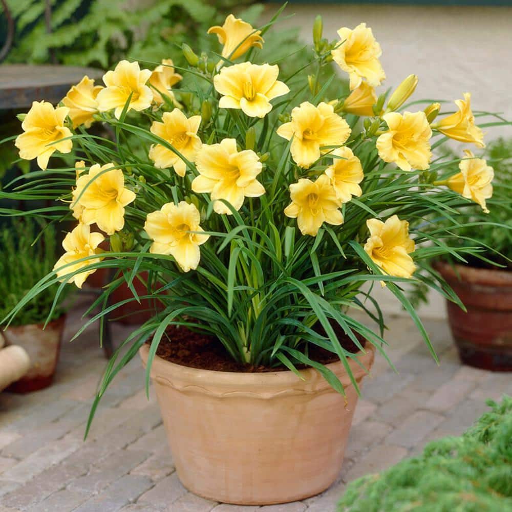 Garden State Bulb 1-Year Yellow Stella D'oro Daylily Flower Bulbs (Bag of 30) ECS-62-30-03