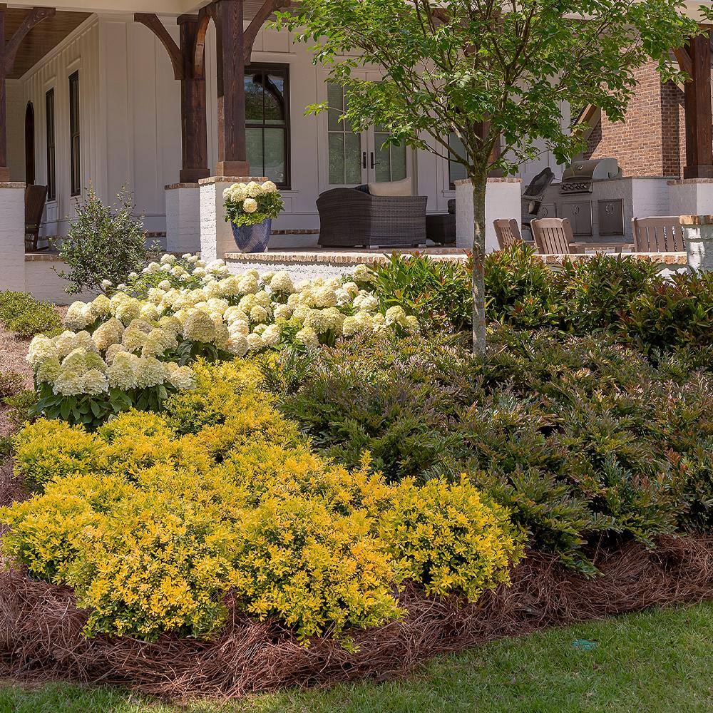 SOUTHERN LIVING 2 Gal. Touch of Gold Holly Shrub 18318