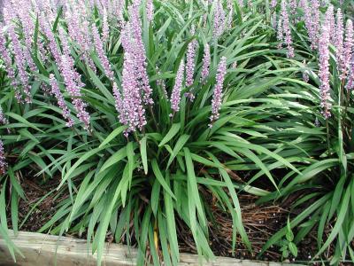 Classy Groundcovers - Liriope muscari 'Ingwersen' Liriope muscari 'Classic Blue' {54 Pots - 2 1/2 inch Square}