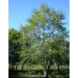 Spring Hill Nurseries 2.25 Gal. Northern Tribute River Birch Ornamental Tree Grown in a Pot (1-Pack) 92301