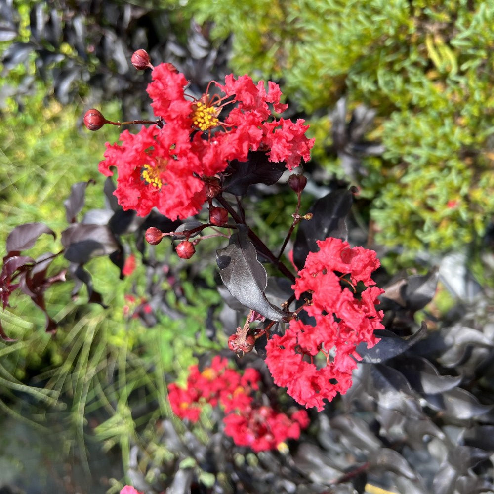 Center Stage Red Crape Myrtle Tree