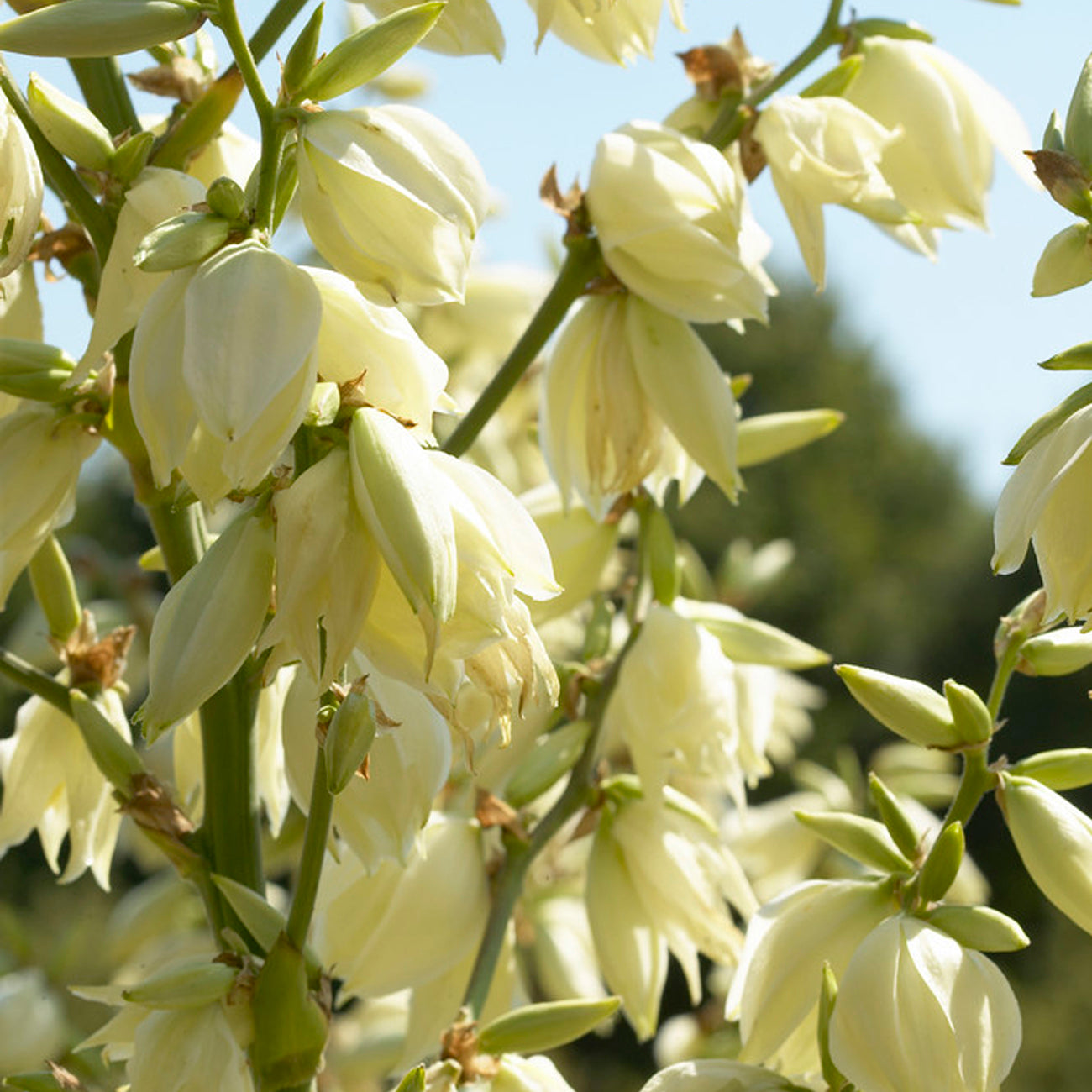 Van Zyverden Yucca Set of 1 Plant Root White Full Sun