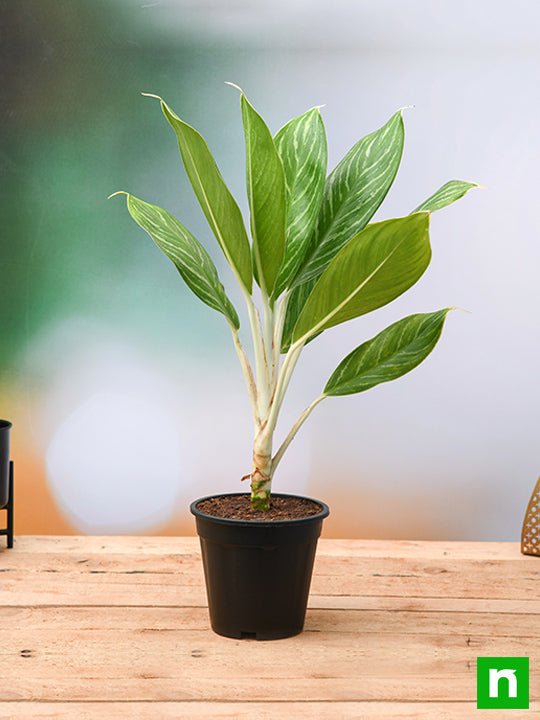 Aglaonema Stripes - Plant