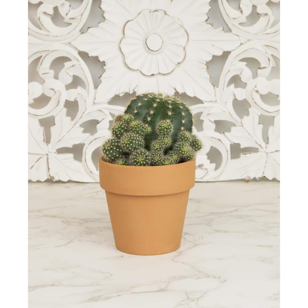 SMART PLANET 9 cm Cactus in Terra Cotta Clay Pot 0872525