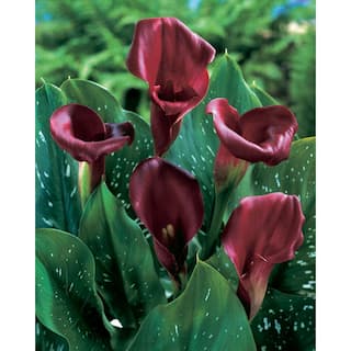 VAN ZYVERDEN Callas Majestic Red Bulbs (Set of 5) 11182