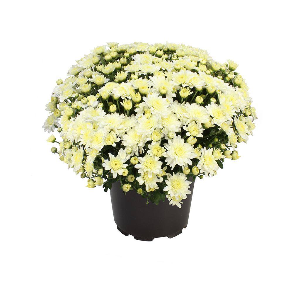 ALTMAN PLANTS 1 gal. White Mum Chrysanthemum (Single) 0881136