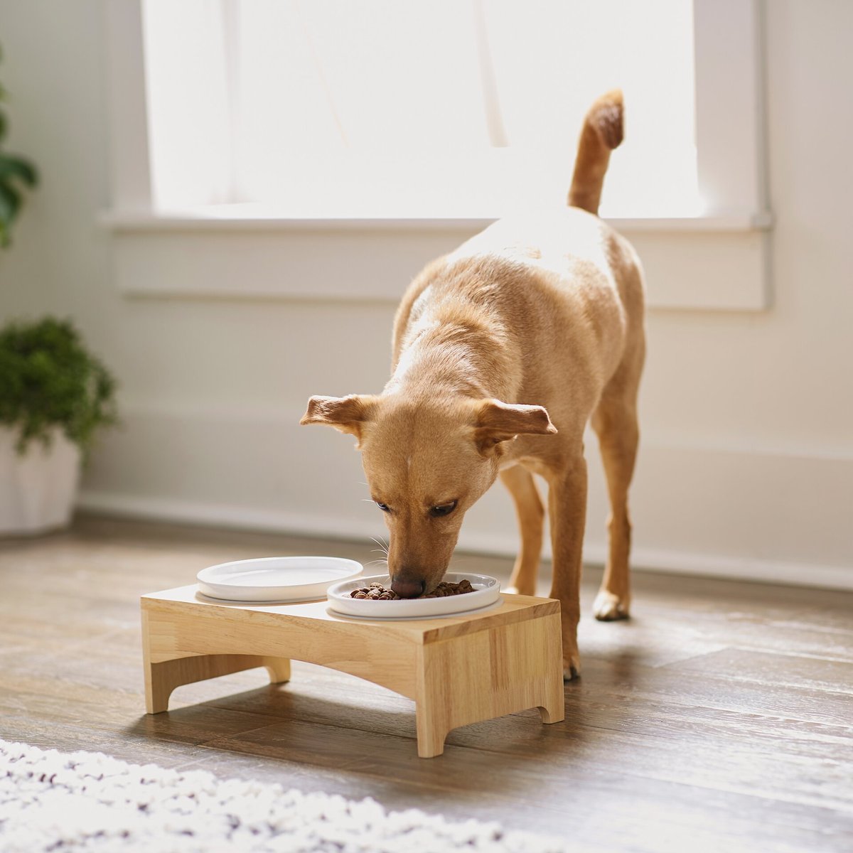 Frisco Ceramic Dog and Cat Double Diner with Elevated Wood Stand