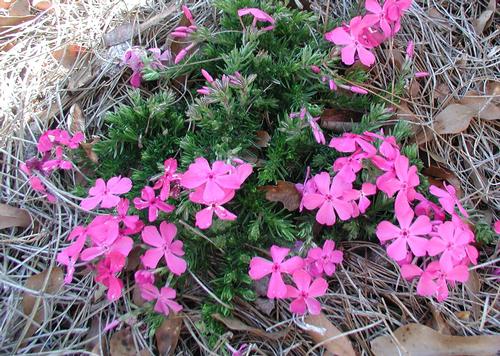 Phlox Subulata 'Drummond'S Pink' Pink Creeping Phlox