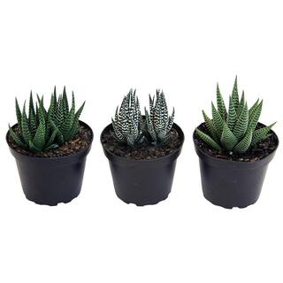 Costa Farms Haworthia Indoor Succulent Assortment in 4 in. Grower Pot Avg. Shipping Height 5 in. Tall  (3-Pack) 4SUCHAWGROW3PK