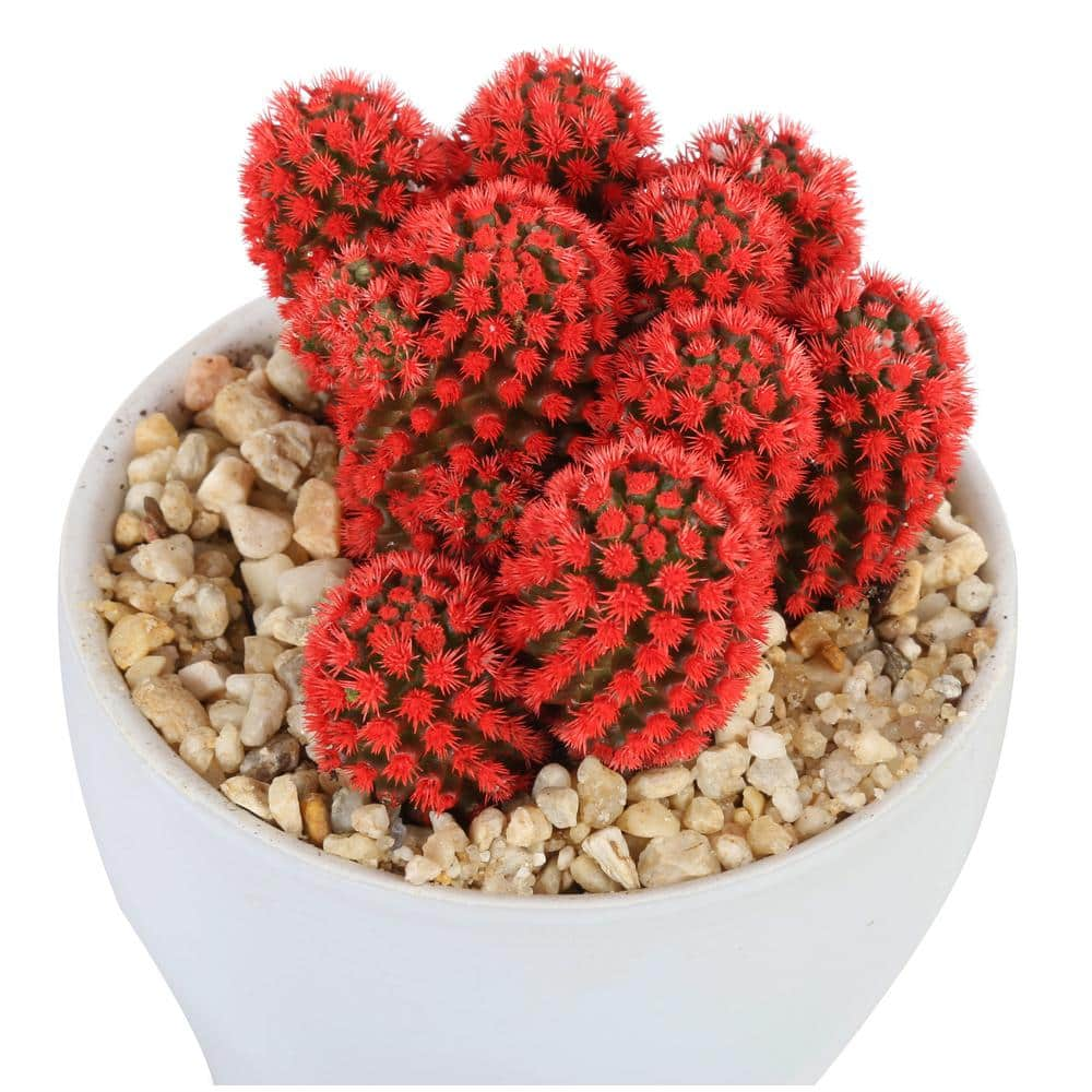 Costa Farms Red Desert Gems Indoor Cactus in 4 in. White Ceramic Planter Avg. Shipping Height 6 in. Tall 4DESGEMOREUROTB