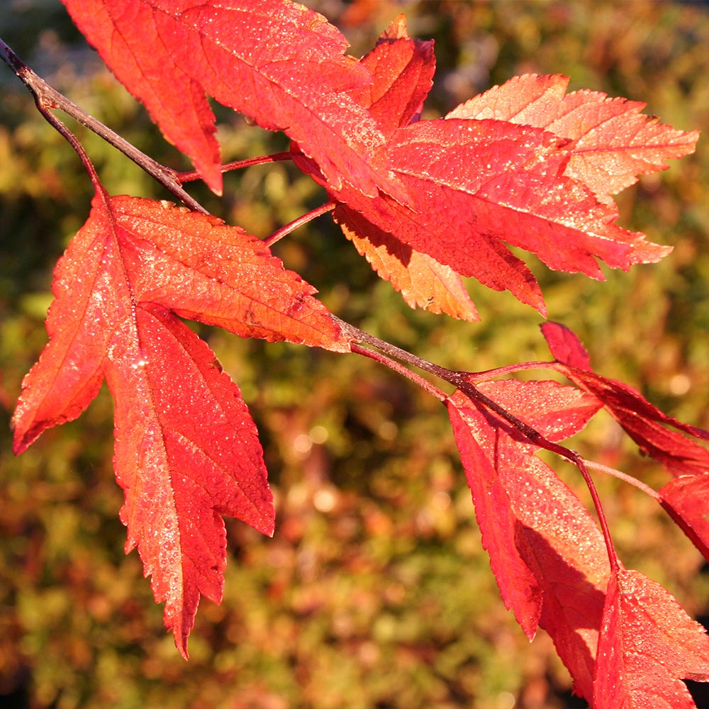 Royal Raindrops® Crabapple Tree