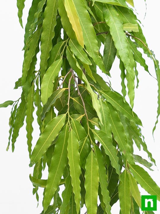 Ashoka Tree, Pendula Ashok - Plant