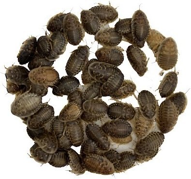 ABDragons Medium Dubia Roaches Small Pet and Reptile Food