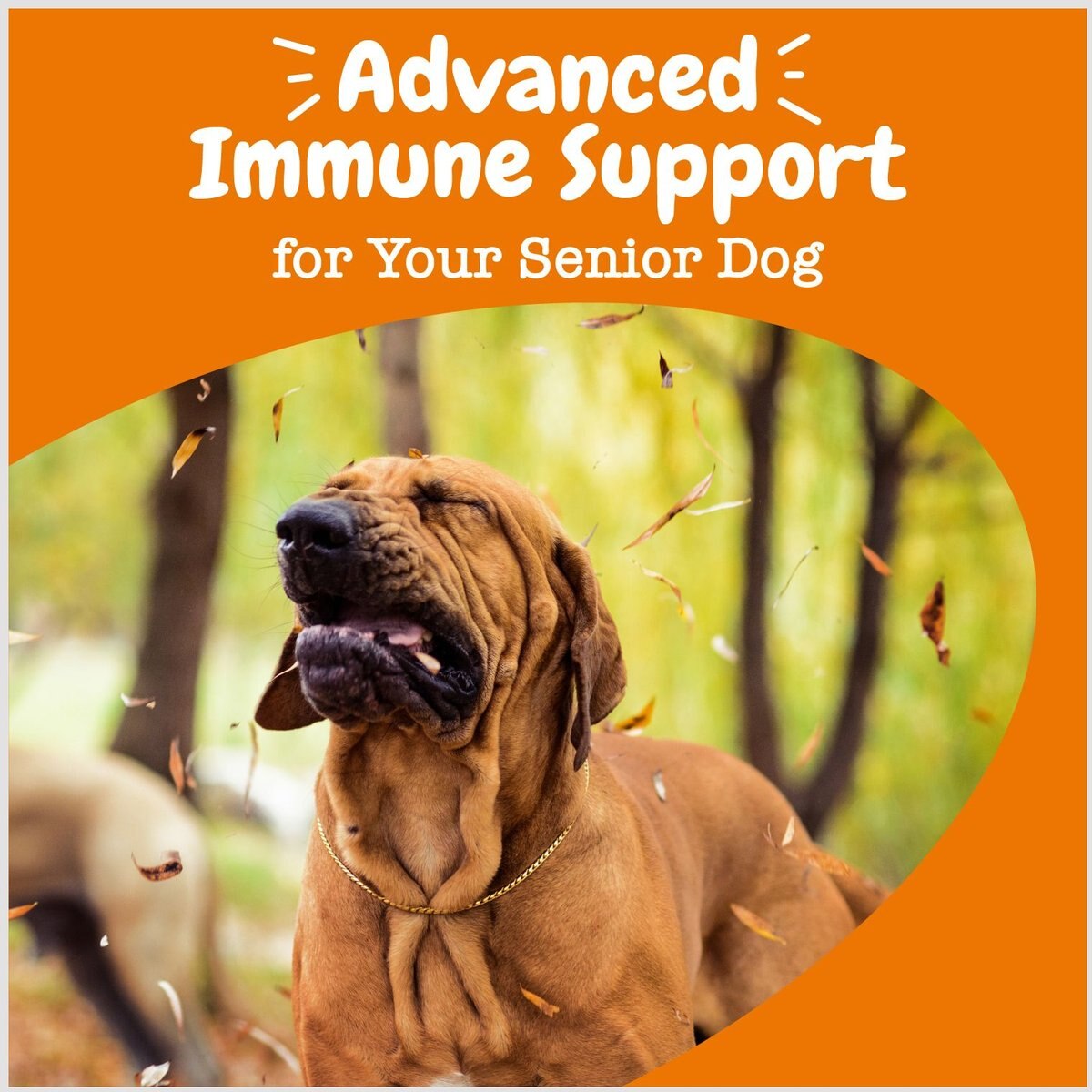 Zesty Paws Advanced Aller-Immune Bites Salmon Flavored Soft Chews Allergy and Immune Supplement for Senior Dogs