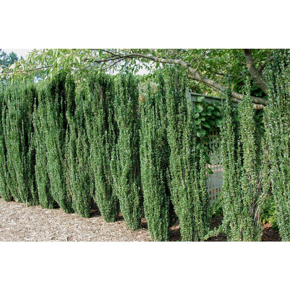 Online Orchards 1 Gal. Sky Pencil Japanese Holly Shrub Columnar Evergreen Especially Elegant in Containers and as Hedges EGHY001