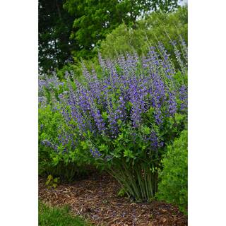 PROVEN WINNERS 3 Gal. Blueberry Sundae Baptisia Live Perennial Plant (1-Pack) BAPTI3BBY1PK