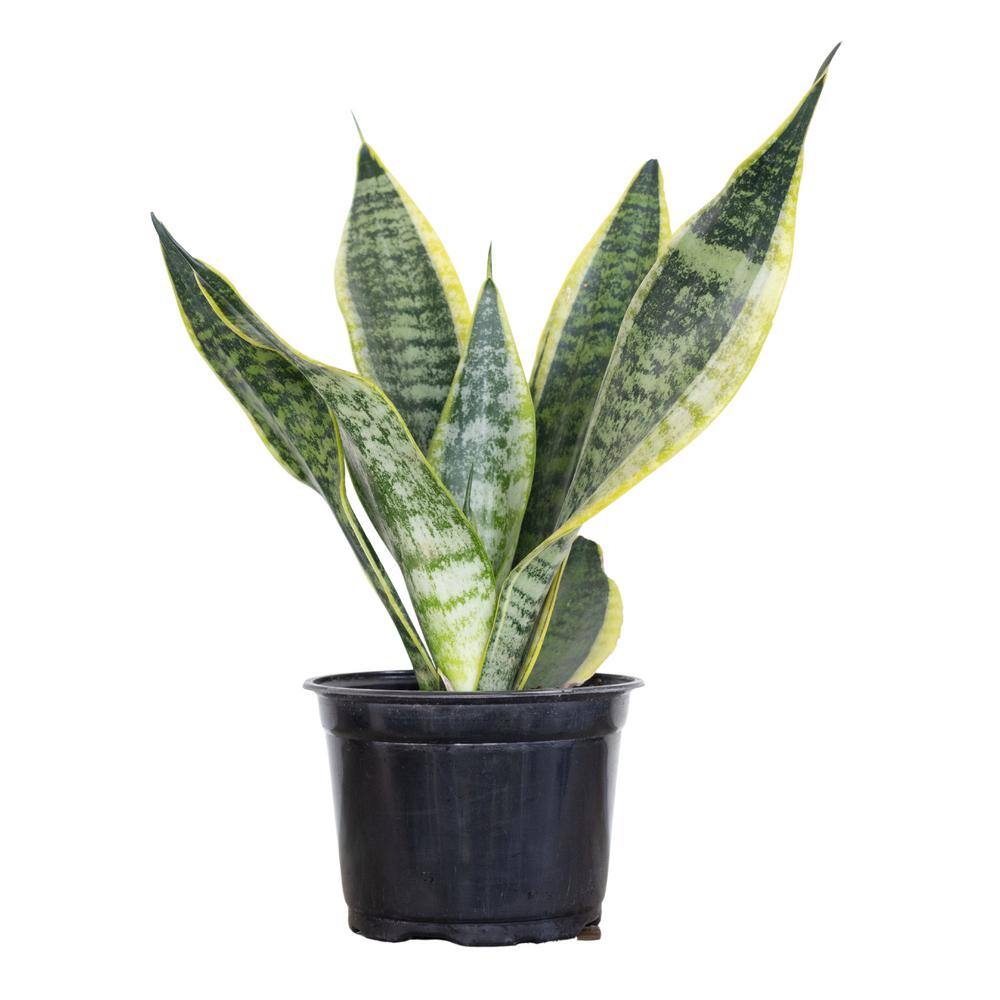 United Nursery Live Snake Plant Sansevieria Laurentii in 6 inch Grower Pot 22440