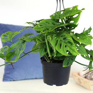 ALTMAN PLANTS 6 in. Monstera Swiss Cheese Houseplant Hanging Basket 0872670