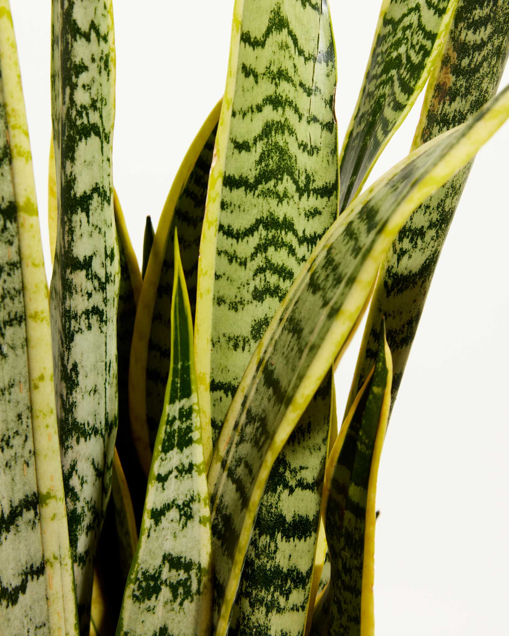 Variegated Laurentii Snake Plant