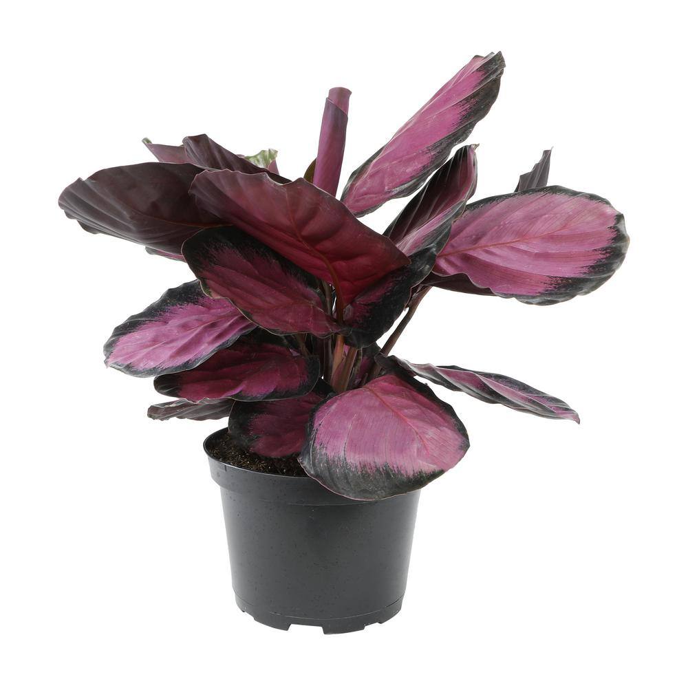 ALTMAN PLANTS 6 in. Calathea Roseopicta Rose Painted Calathea Live Purple House Plant Pot 0872990