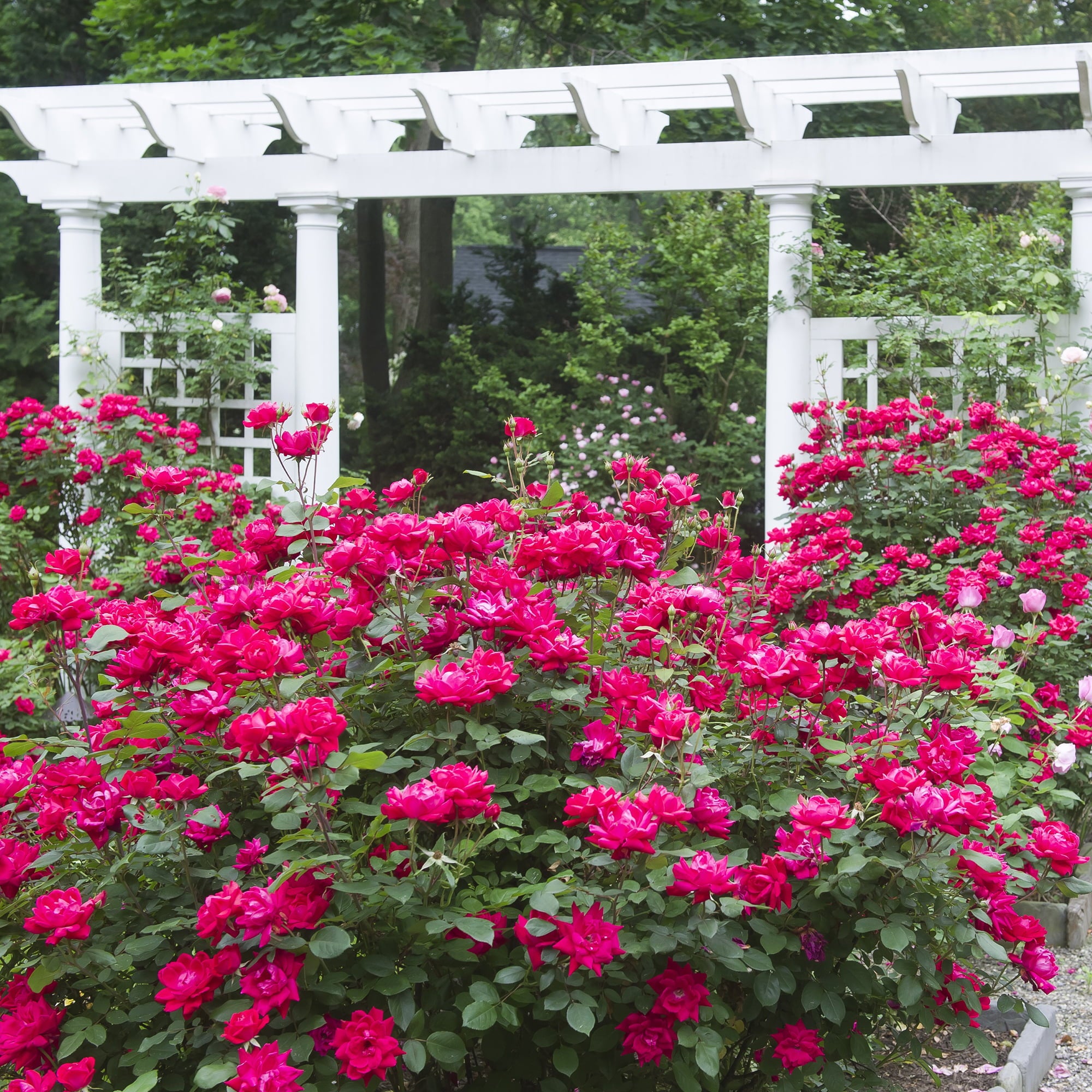 The Red Double Knock Out® Rose Live Shrubs with Vibrant Red Blooms (2 Gallon)