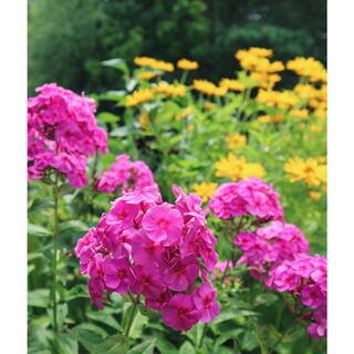 BELL NURSERY 1 Gal. Phlox Tall Live Perennial Plant Pink Flowers (1-Pack) PHLOX1PNK1PK