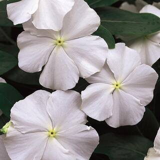 10.75 in. White and Cream Periwinkle Hanging Basket 7599