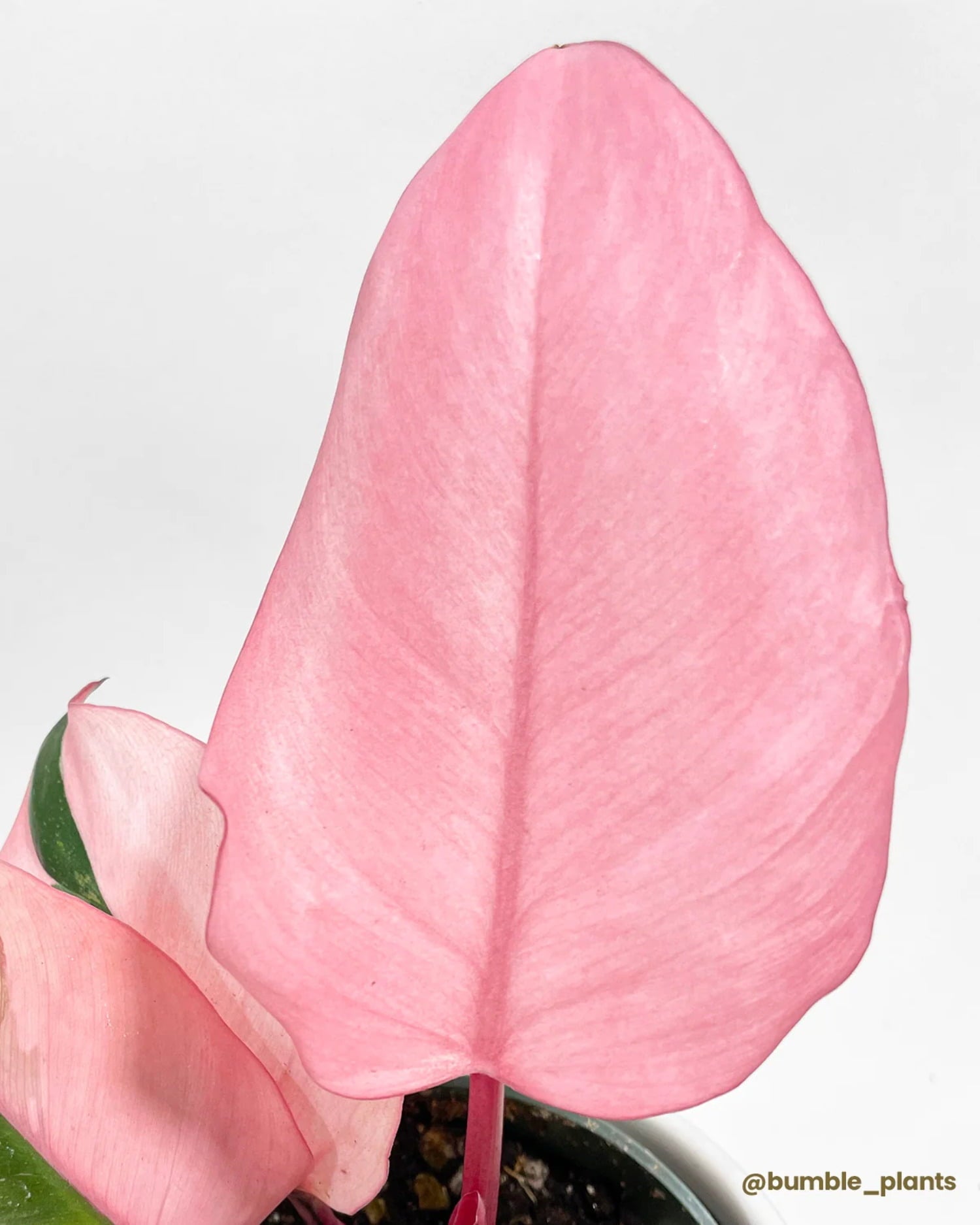 Philodendron Pink Princess