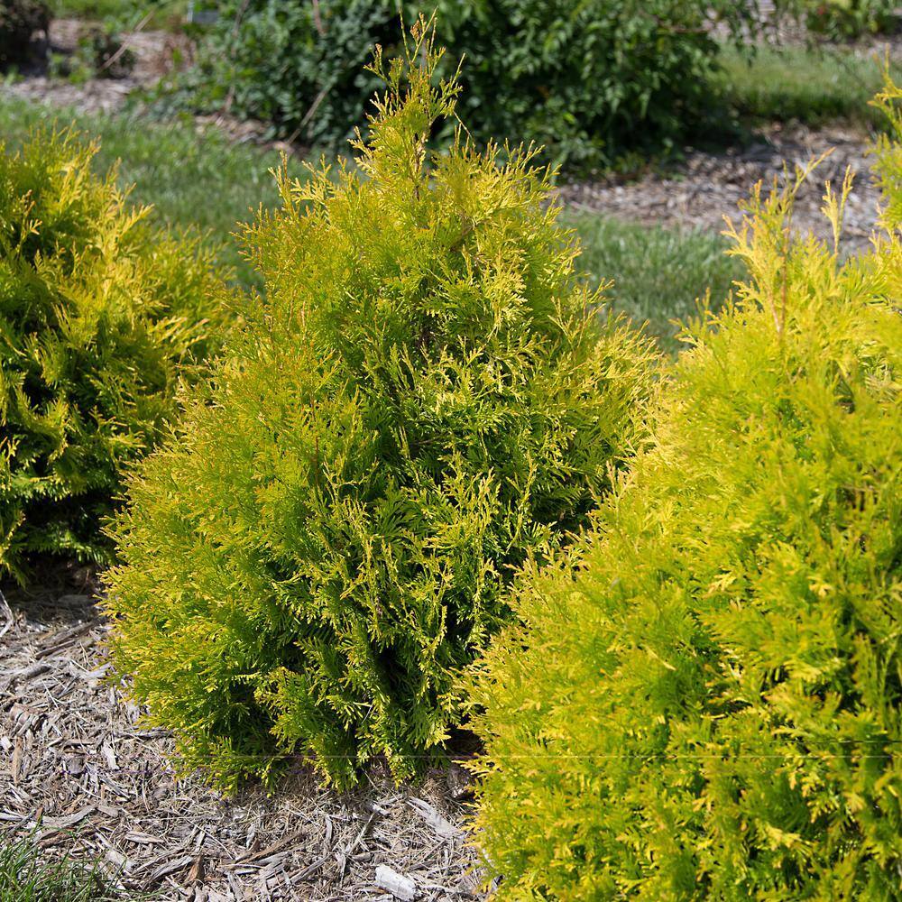 FIRST EDITIONS 2 Gal. Lemon Burst Arborvitae Evergreen Shrub with Golden Foliage 18136