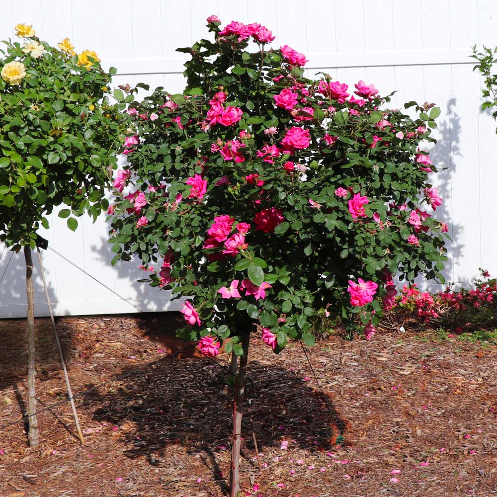 Pink Knock Out® Rose Tree