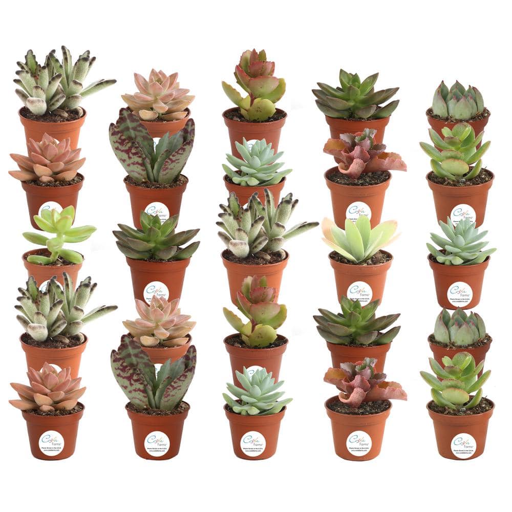 Costa Farms Mini Unique Indoor Succulent Plants in 2 in. Round Grower Pot， Avg. Shipping Height 2 in. Tall (25-Pack) CO.SUCMINI.GP25