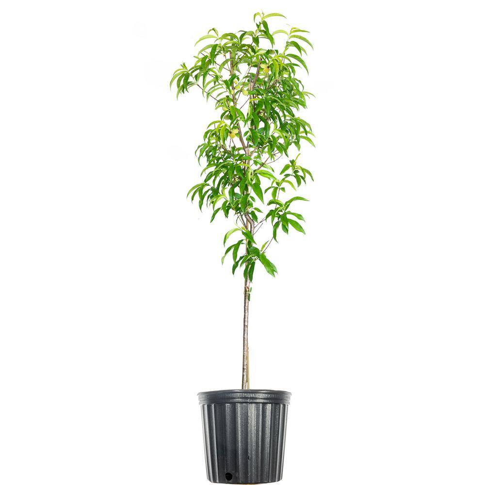 Perfect Plants 4-5 ft. Tall July Prince Peach Tree in 5 Gal. Grower's Pot Early Spring Blooms form Summer Fruit THD00575