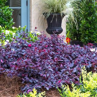 SOUTHERN LIVING 3 Gal. Red Diamond Midsize Loropetalum Evergreen Shrub with Purple Foliage Red Ribbon Blooms 42093
