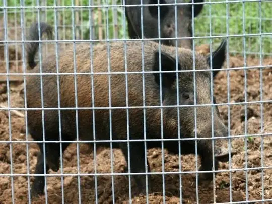 Factory Supply 12x3x100 12.5x12.5 chicken pens and Hot Dipped Galvanized Welded Wire Mesh Cage