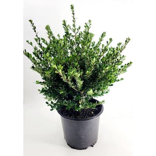 BELL NURSERY 3 Gal. Compacta Japanese Holly (Ilex Crenata) Live Evergreen Shrub ILEXC3CRE1PK