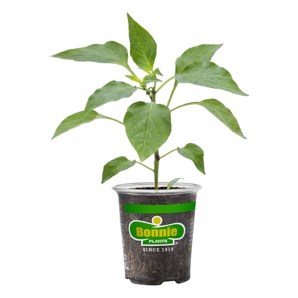 Bonnie Plants 19 oz. Sweet Red Bell Pepper Plant 2101