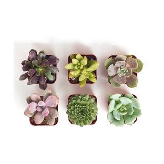 Shop Succulents Unique Assortment of Hand Selected Fully Rooted Live Indoor Succulent Plants (6-Pack) 6-UNIQUE-2