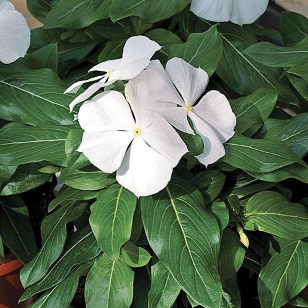 BELL NURSERY 4 in.White Vinca Annual Live Plant White Flowers (Pack of 6) VINCA4WHT6PK