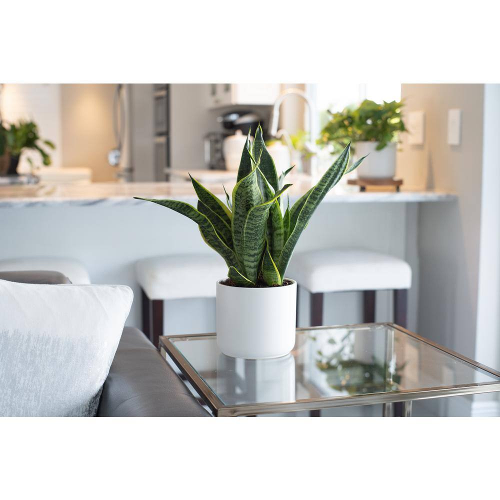 Costa Farms Sansevieria Laurentii Indoor Snake Plant in 6 in. Mid Century Modern Planter Avg. Shipping Height 1-2 ft. Tall CO.SL07.3.MIDWHTSTD