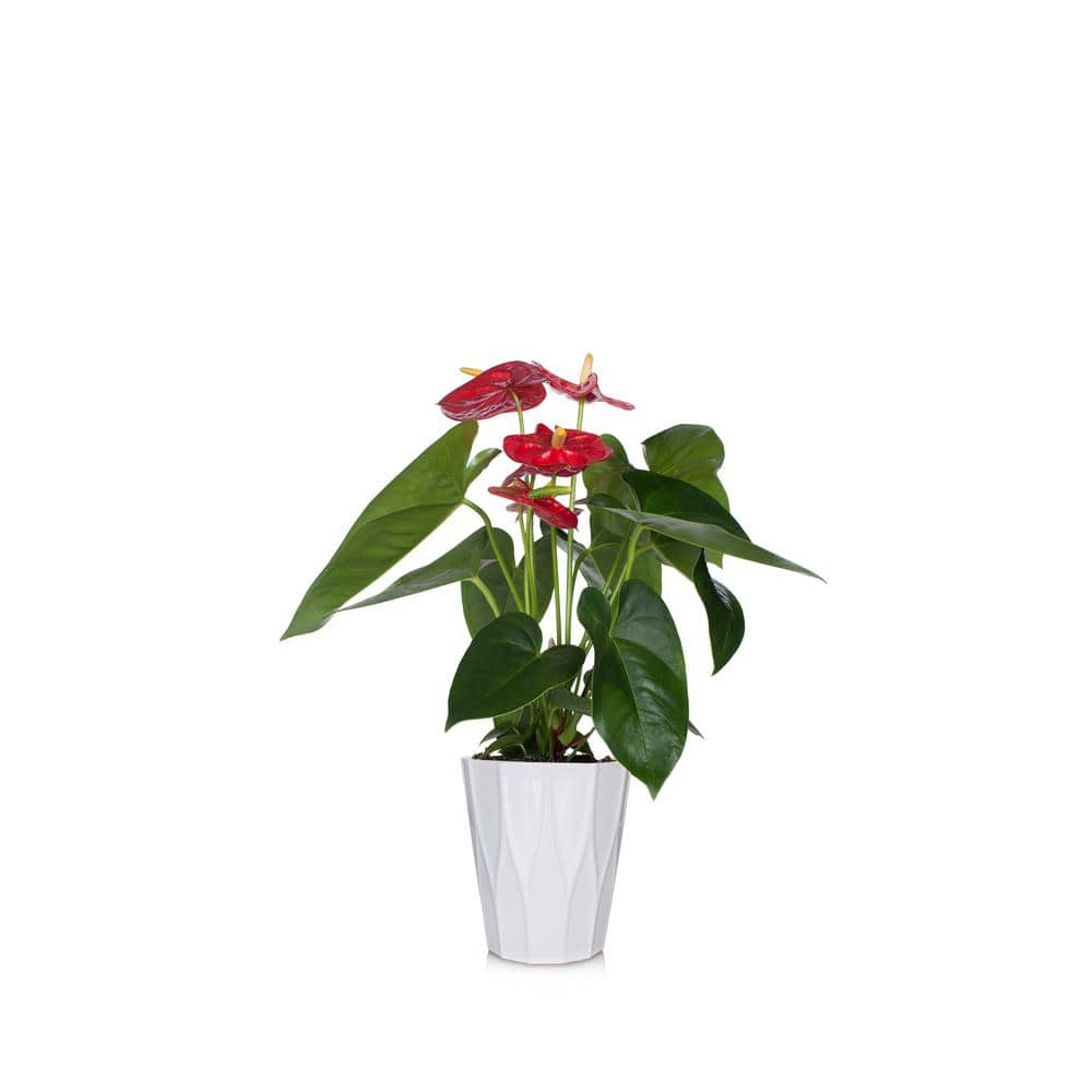 Just Add Ice Red 5 in. Essential Anthurium Plant in Ceramic Pot 255803