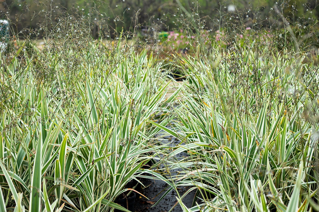 1 Gal. Variegated Flax Lily - Drought Tolerant - Indoor or Outdoor Flowering Accent Grass