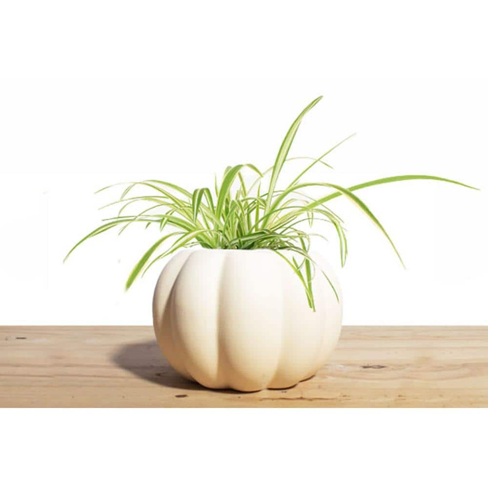 Shop Succulents Ceramic Pumpkin Planter with Spider Plant Houseplant 1-PUMPKIN-SPIDER-4