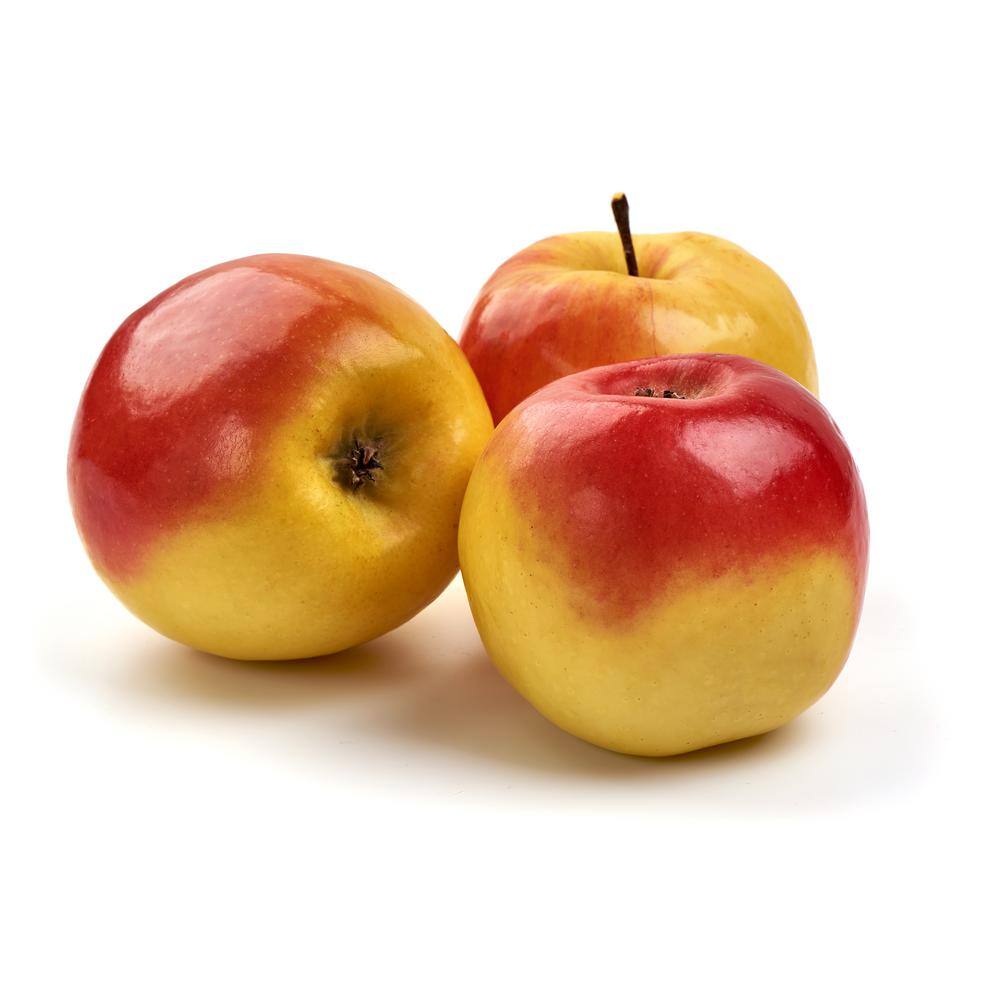 Online Orchards Ambrosia Apple Bare Root Tree FTAP014