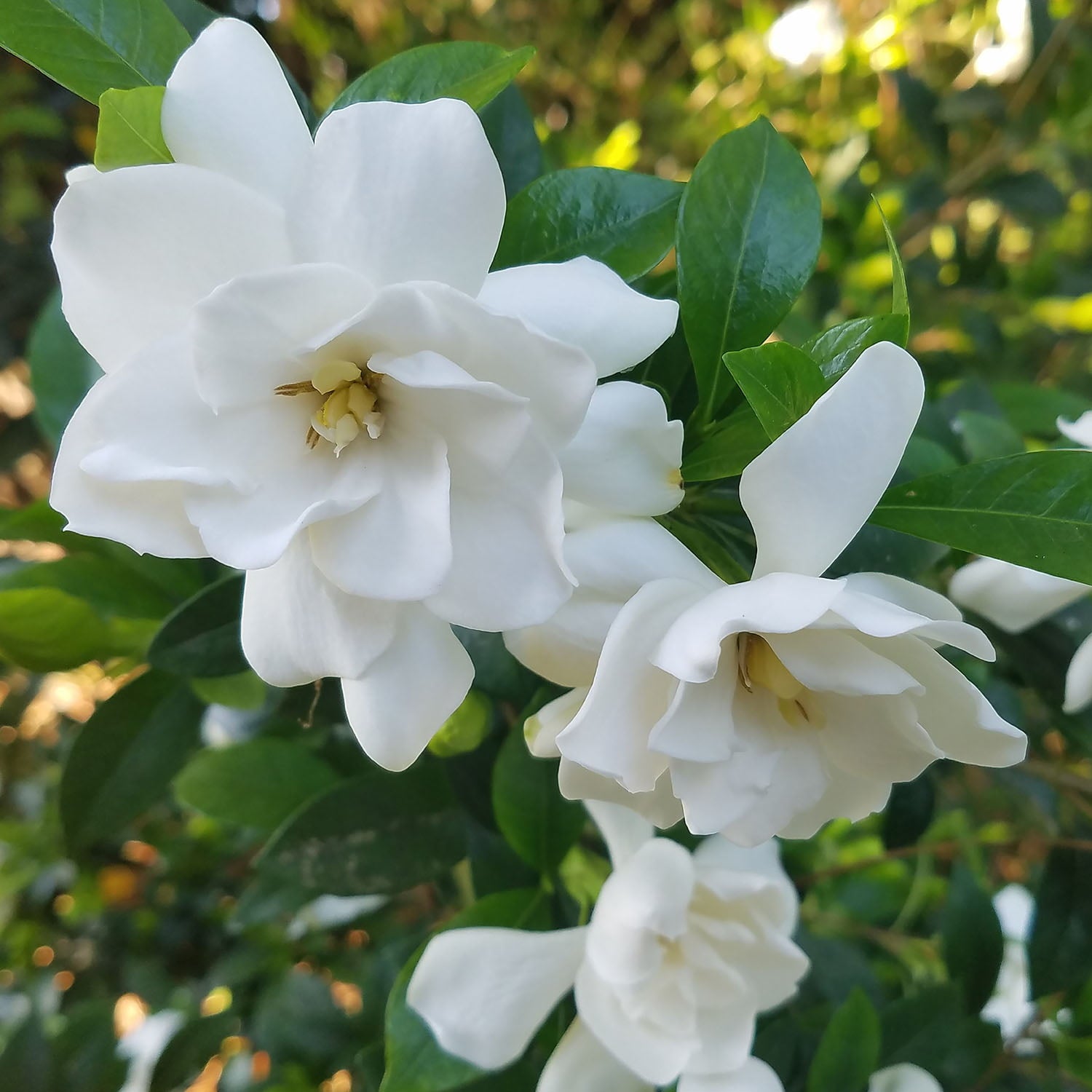 Jubilation Gardenia (2.5 Quart) Flowering Evergreen Shrub with Fragrant White Blooms - Full Sun to Part Shade Live Outdoor Plant / Bush - Southern Living Plant Collection