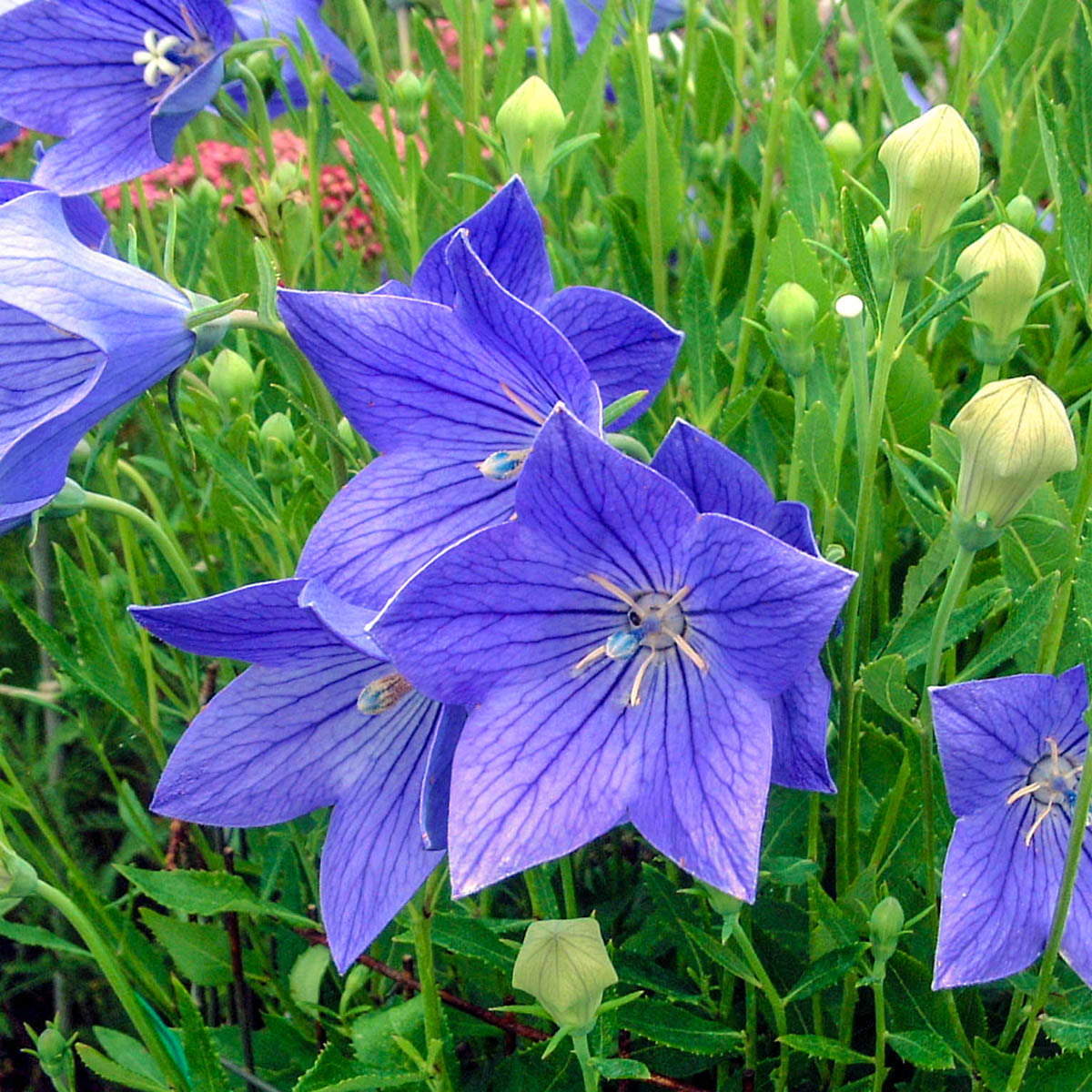 Fuji Blue Flowering Balloon Flower Dormant Bare Root Perennial Plant， 1-Pack