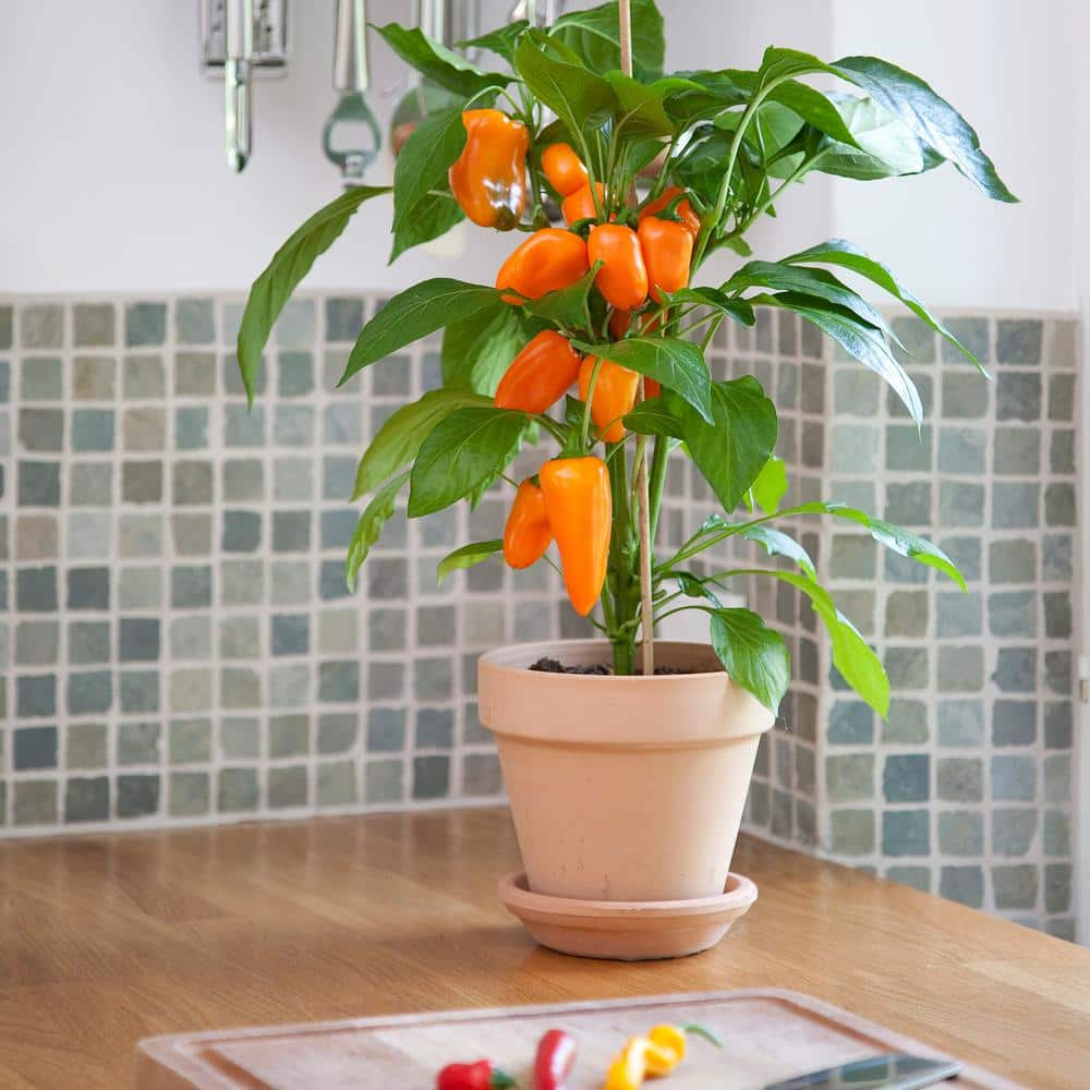 BONNIE PLANTS HARVEST SELECT 25 oz. Fresh Bites Orange Pepper Plant 715339422361