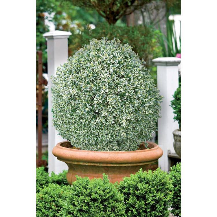 Online Orchards 1 Gal. Variegated Boxwood Shrub with Vivid Green and White Trimmed Foliage (2-Pack) EGBX008