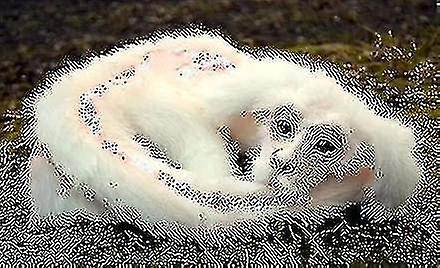 Luck Dragon Falkor Doll. Neverending Story White Dragon Doll. Cute Dragon Plush Stuffed and Plush Animals