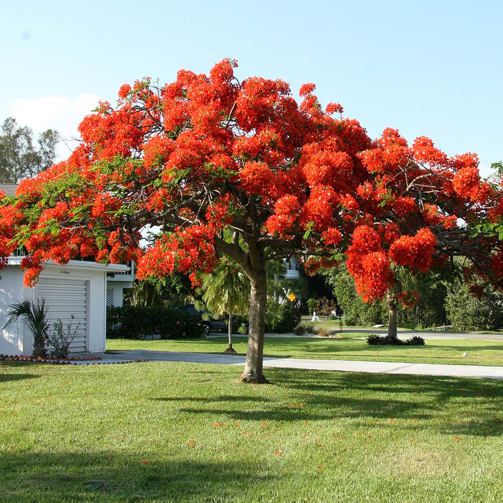 Royal Poinciana Tree